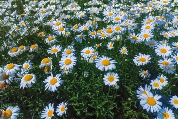 小雏菊和洋甘菊是不是同一个品种，花朵、外观、习性等方面均有区别