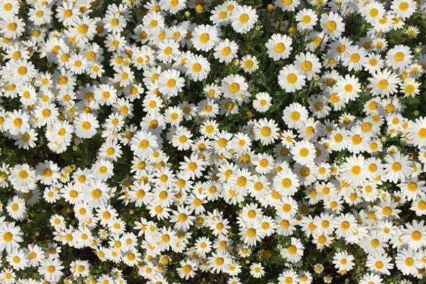 小雏菊和洋甘菊是不是同一个品种，花朵、外观、习性等方面均有区别