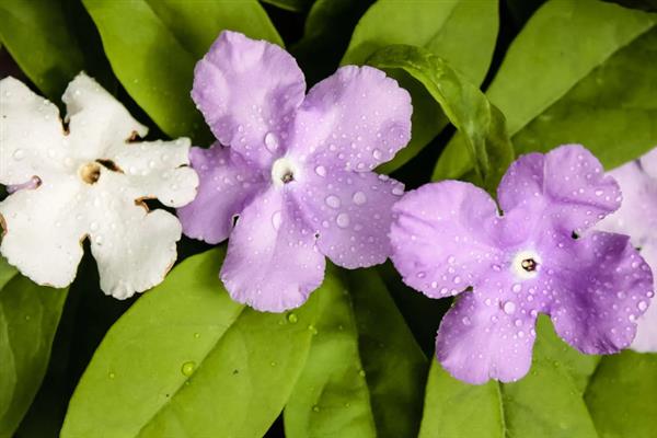双色茉莉喜阴吗，不喜阴而是喜阳