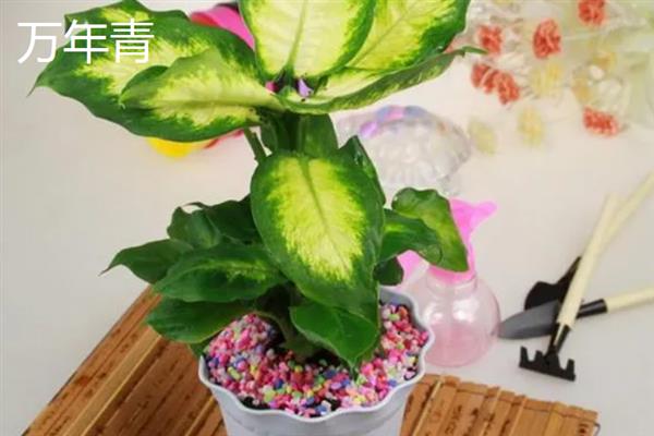 哪些室内植物不用晒太阳，绿萝、万年青、文竹等品种比较耐阴