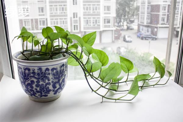 哪些室内植物不用晒太阳，绿萝、万年青、文竹等品种比较耐阴