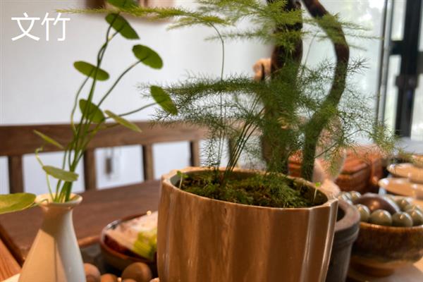哪些室内植物不用晒太阳，绿萝、万年青、文竹等品种比较耐阴