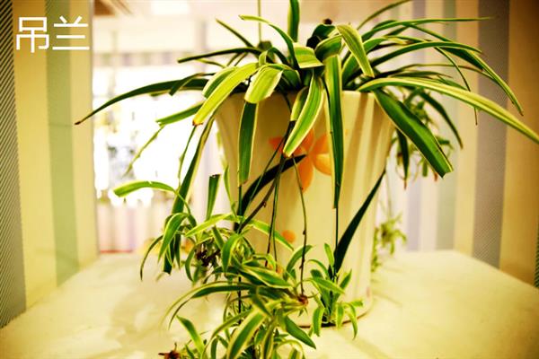 哪些室内植物不用晒太阳，绿萝、万年青、文竹等品种比较耐阴