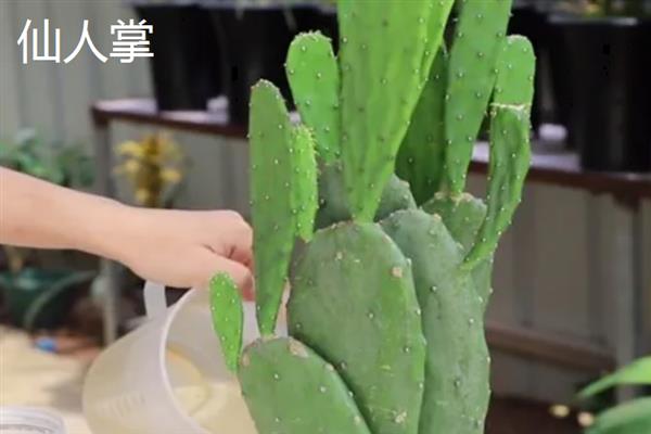 哪些室内植物不用晒太阳，绿萝、万年青、文竹等品种比较耐阴