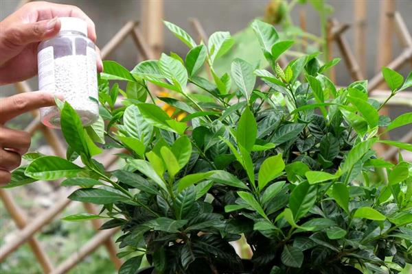 让栀子花多开花的方法，开花前一个月要增施肥料