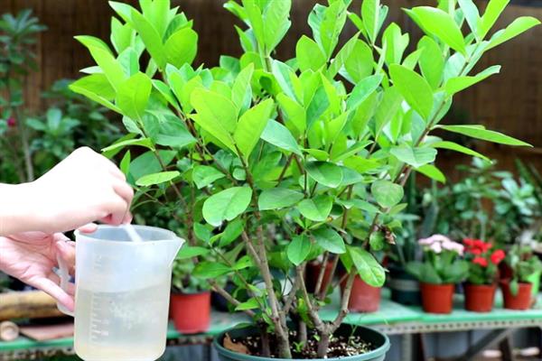 让栀子花多开花的方法，开花前一个月要增施肥料