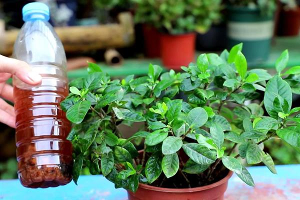 让栀子花多开花的方法，开花前一个月要增施肥料
