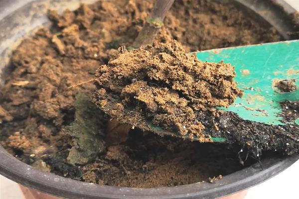 红掌的换盆方式，清理根部泥土经过修剪后再重栽