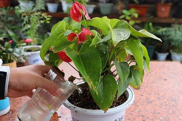 红掌的换盆方式，清理根部泥土经过修剪后再重栽