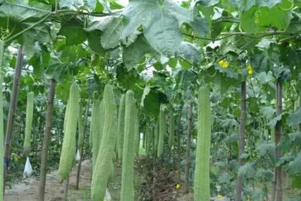丝瓜的成熟时间，自然成熟期为9-10月份