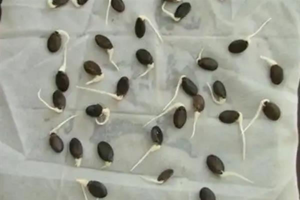 丝瓜的成熟时间，自然成熟期为9-10月份