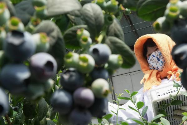 蓝莓栽培技术，春秋栽植均可