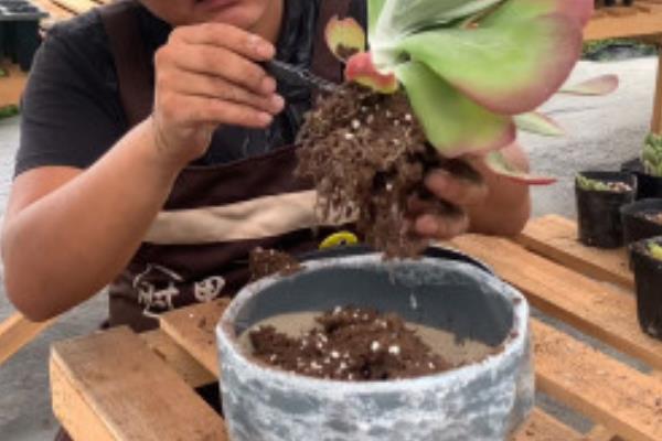 唐印的养殖方法，主要通过叶片扦插的方法进行繁殖