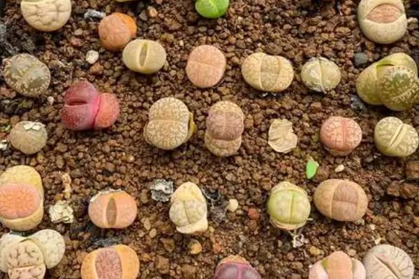 生石花的养殖方法，将温度保持在15-25℃