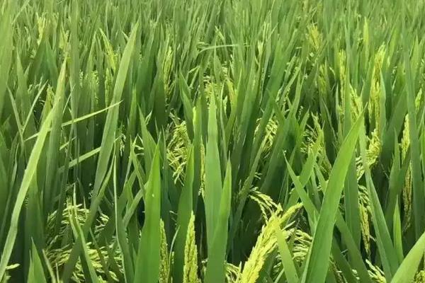 惠香优082水稻种子特征特性，鄂北4月中旬至5月上旬播种
