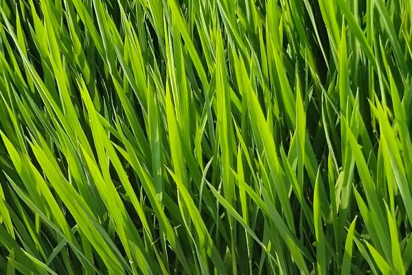 飓两优1206水稻品种的特性，4月中下旬播种