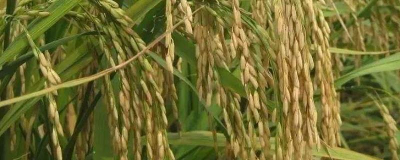 惠香优082水稻种子特征特性，鄂北4月中旬至5月上旬播种