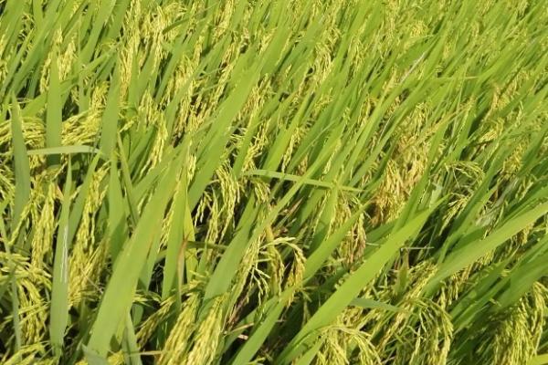 飓两优1206水稻品种的特性，4月中下旬播种