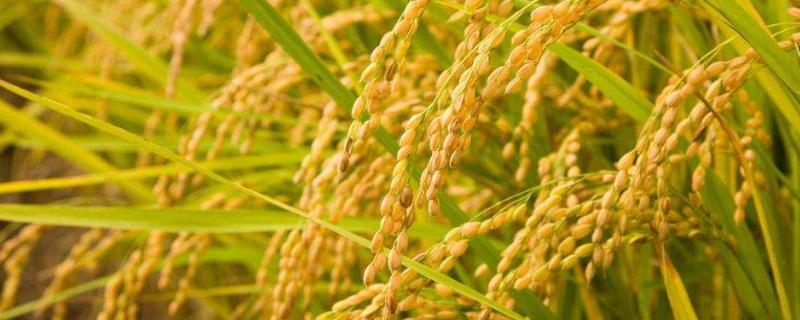 飓两优1206水稻品种的特性，4月中下旬播种
