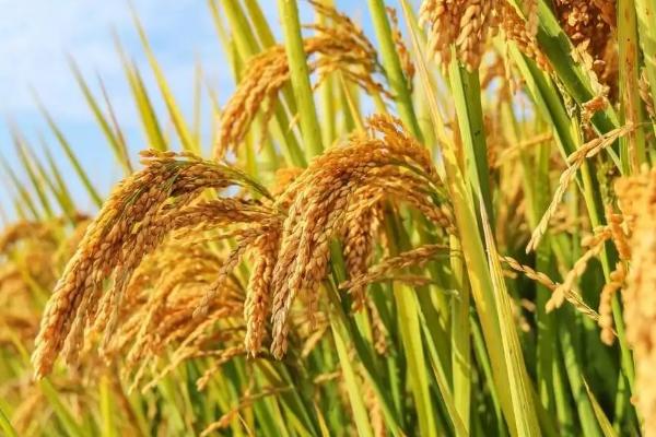 青香优健香丝苗水稻种子特点，秧田亩播种量10.0千克