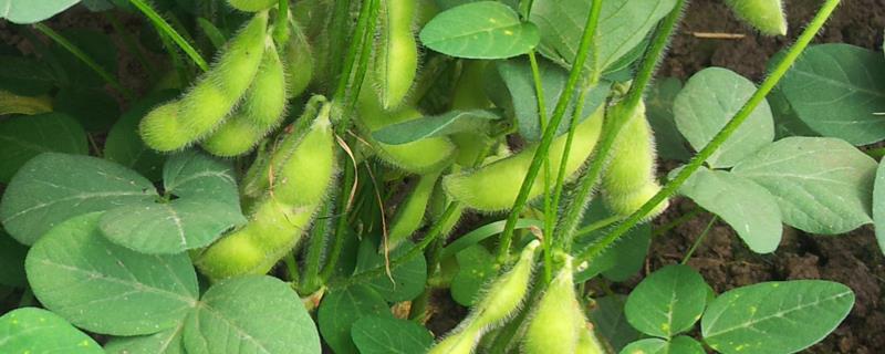 桂夏1801大豆品种的特性，该品种早熟