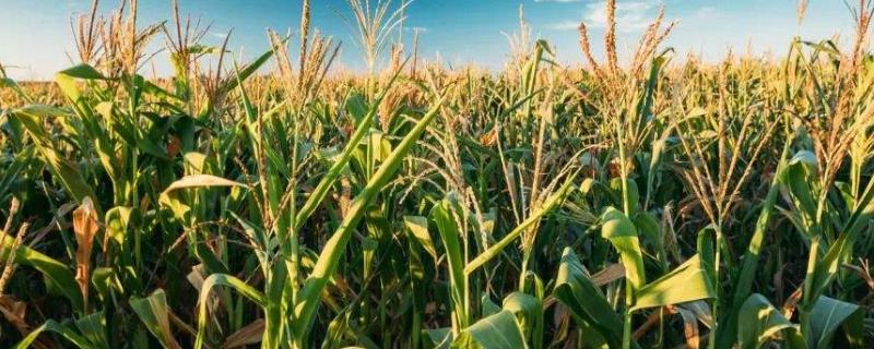 碧玉10号玉米种子特点，每亩种植密度3200株左右