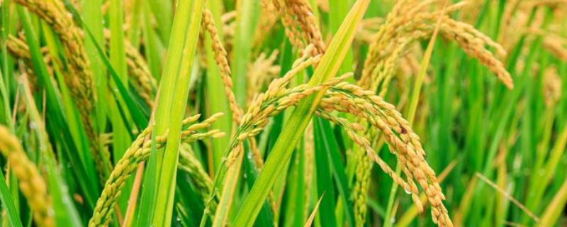 众香优005水稻种子介绍，全生育期平均112.3天