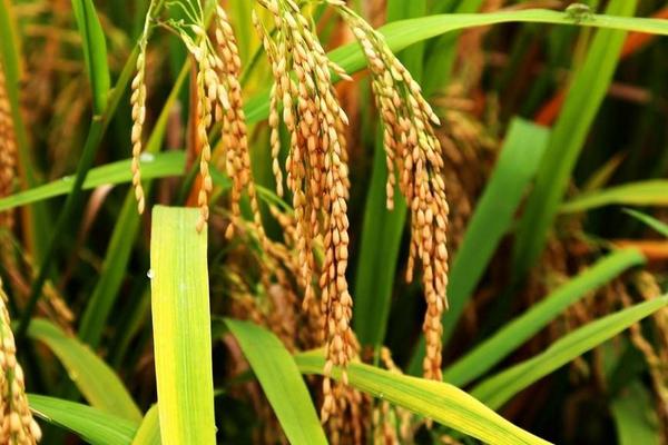 好香优天丝水稻种子介绍，每亩有效穗数18.5万