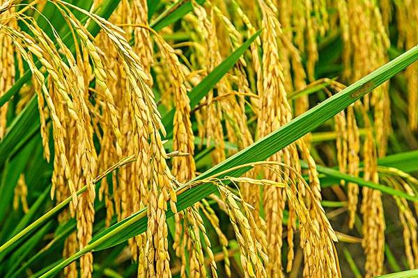 香禾优226水稻种子特征特性，每亩大田用种量1-5公斤