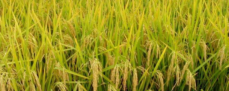 香禾优226水稻种子特征特性，每亩大田用种量1-5公斤