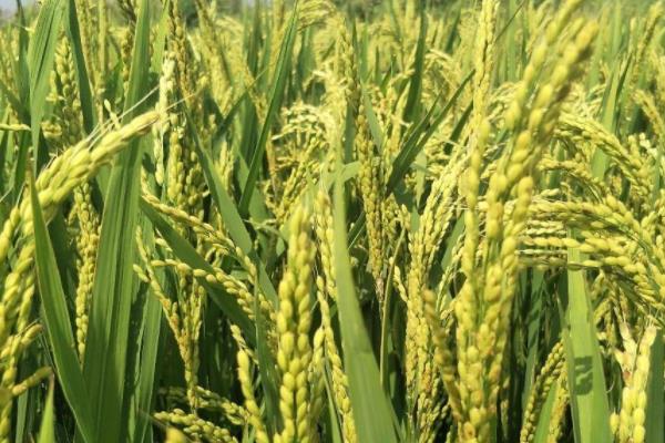 好香优天丝水稻种子介绍，每亩有效穗数18.5万