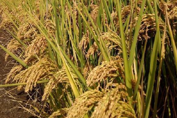 珑两优505水稻品种简介，全生育期早稻123.8天