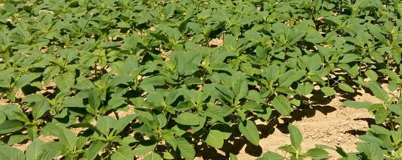 中豆82大豆品种的特性，春播3月下旬至4月上旬播种