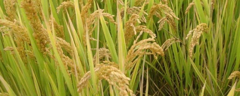 珑两优505水稻品种简介，全生育期早稻123.8天
