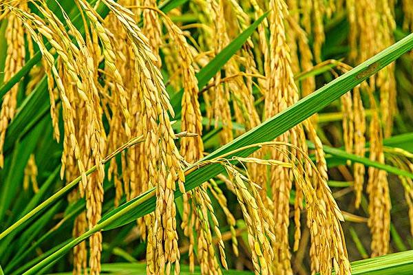 香禾优226水稻种子特征特性，每亩大田用种量1-5公斤