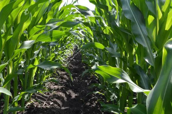 碧玉10号玉米种子特点，每亩种植密度3200株左右