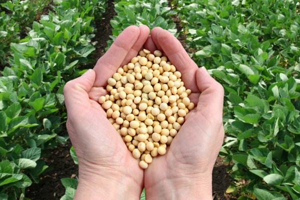 中豆82大豆品种的特性，春播3月下旬至4月上旬播种