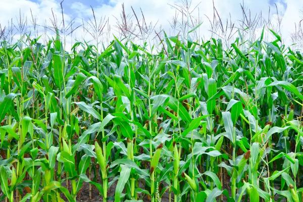 碧玉10号玉米种子特点，每亩种植密度3200株左右