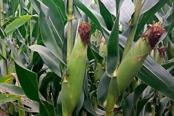 碧玉10号玉米种子特点，每亩种植密度3200株左右