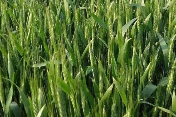 酒春15号小麦种子介绍，每亩适宜基本苗40～45万