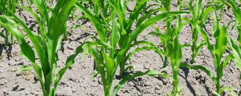 旻玉592玉米种子特点，中抗腐霉茎腐病