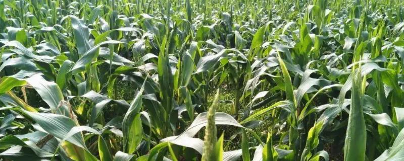 霖泽999玉米品种的特性，种植密度每亩4500株