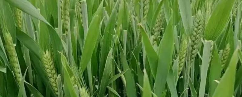 众信656小麦种子介绍，全生育期222.5天