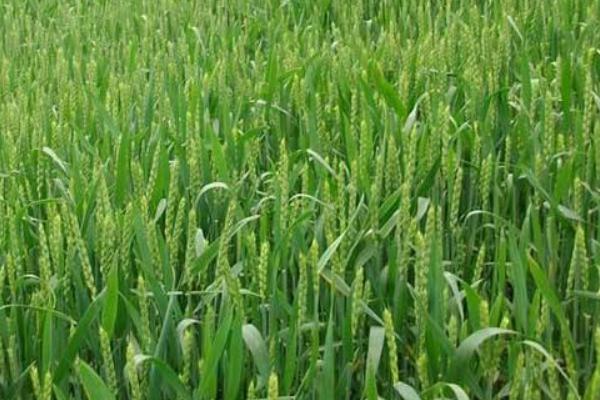 众信656小麦种子介绍，全生育期222.5天