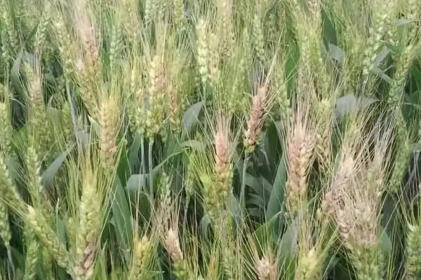 华麦24小麦种子介绍，每亩适宜基本苗15万—17万