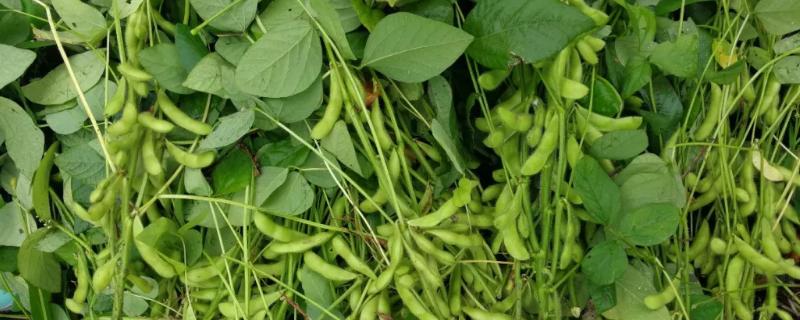 皖豆61大豆品种的特性，黄淮海夏大豆普通型品种