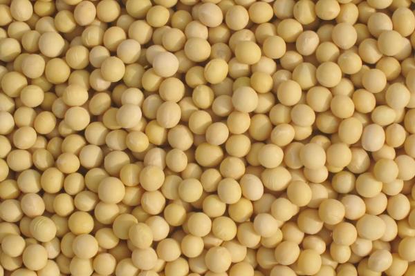 皖豆61大豆品种的特性，黄淮海夏大豆普通型品种
