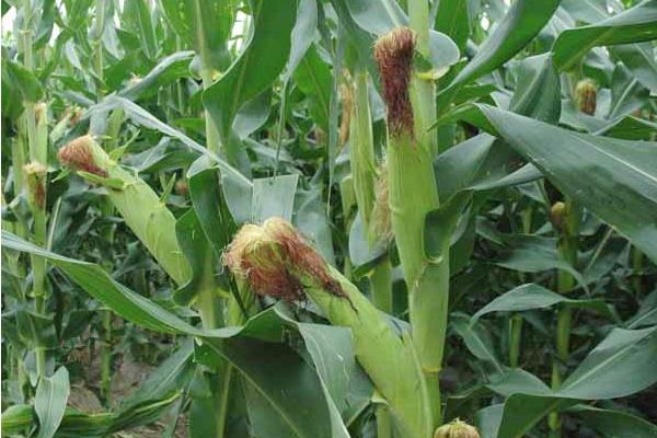 秦玉6玉米种子特点，适宜播期为4月下旬～5月下旬