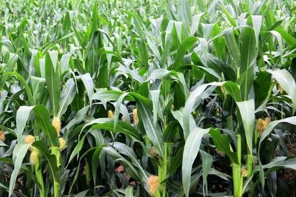 雷奥1825玉米种子特征特性，适宜播期6月上中旬