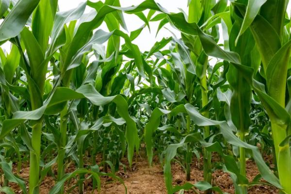 雷奥1825玉米种子特征特性，适宜播期6月上中旬